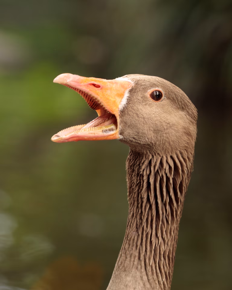 duck noise